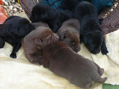 labradorský retriever