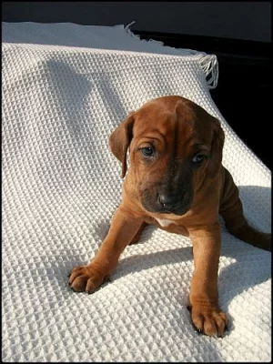 Štěňata Rhodesian Ridgeback s PP