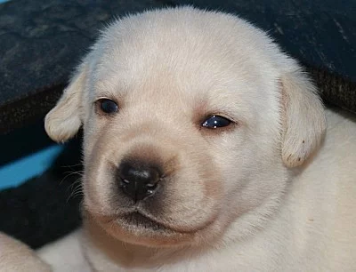 Labrador Retriever s PP - štěně