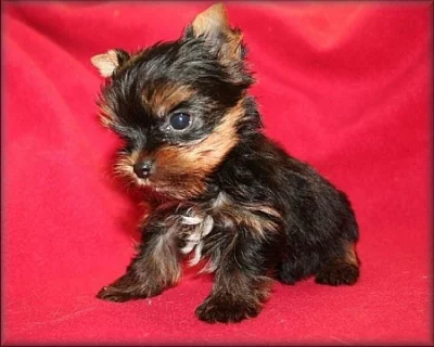 Yorkshire terrier