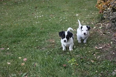 pejsci Jack Russell teriér, zdraví a hraví