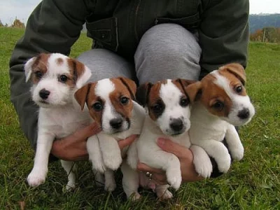 Štěňata Jack Russell Terrier s PP