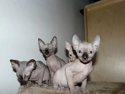 Sphynx s PP