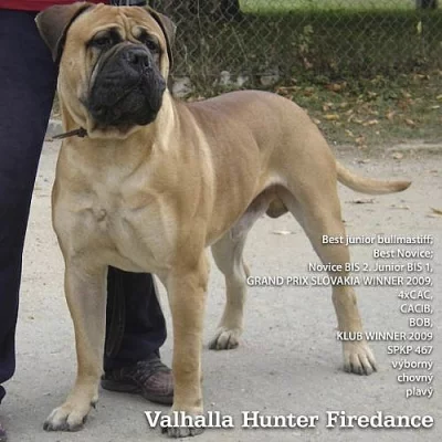 bullmastiff steniatka