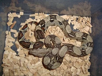 HROZNÝŠ KRÁLOVSKÝ (boa constrictor)