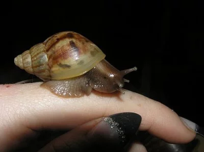 Achatina fulica