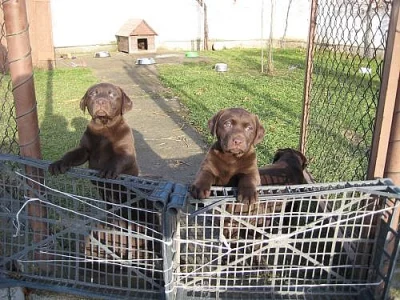 Štěňata Labradorských retrívrů - hnědá