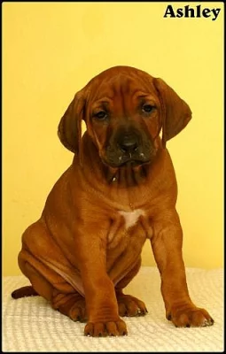 Štěňata Rhodesian Ridgeback s PP