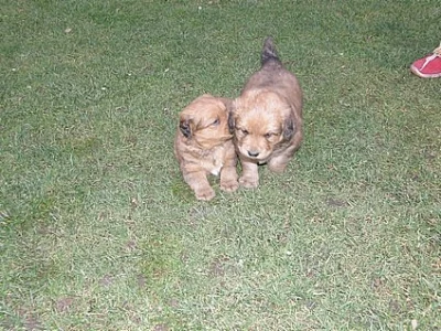 Štěňata křížence  bernského salašnického a labrado