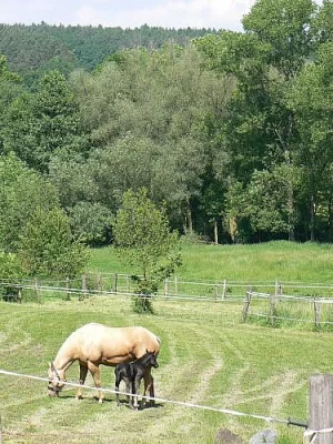 Nabízím ustájení v nové rodinné stáji