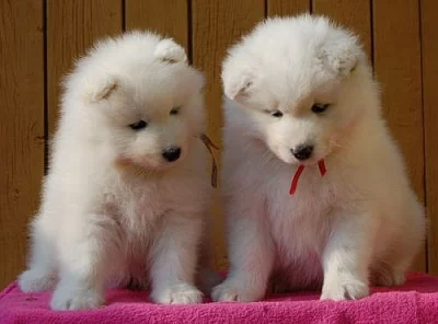 Samojed