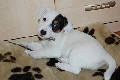 Jack russell terrier s PP