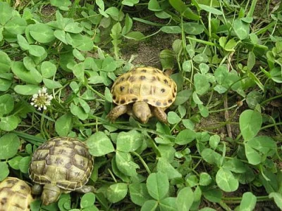 Suchozemské želvy