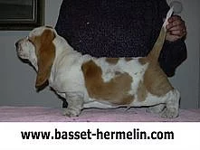 Basset hound