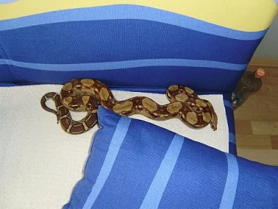 boa constrictor imperator