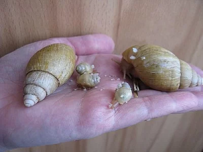 Achatina iredalei