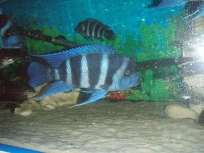 Cyphotilapia frontosa burundi 6-7cm výběr z 60ks