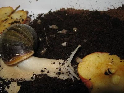 Achatina Fulica Albino Body - oblovka