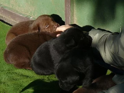 labradorský retriever