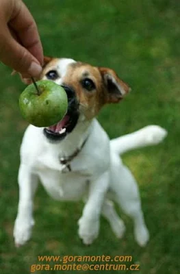 Štěňata jack russell teriera s PP