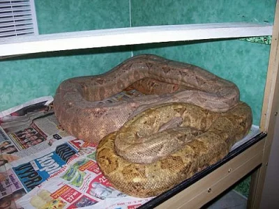 Hogg Island Boa