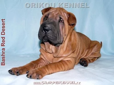 štěňata SHAR-PEI (šarpej)