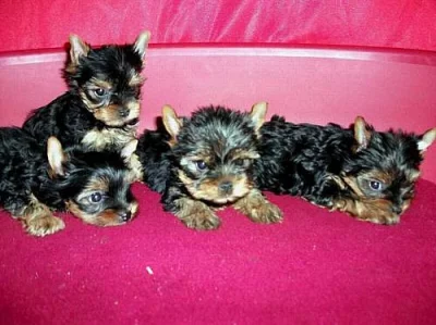 Yorkshire Terrier