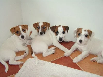 Štěňata Jack Russell Terrier s PP