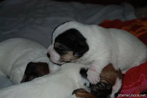 štěňátka Jack Russell Teriér s PP ( JRT )