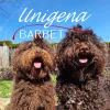 unigena_BARBET