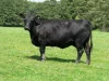 Aberdeen angus