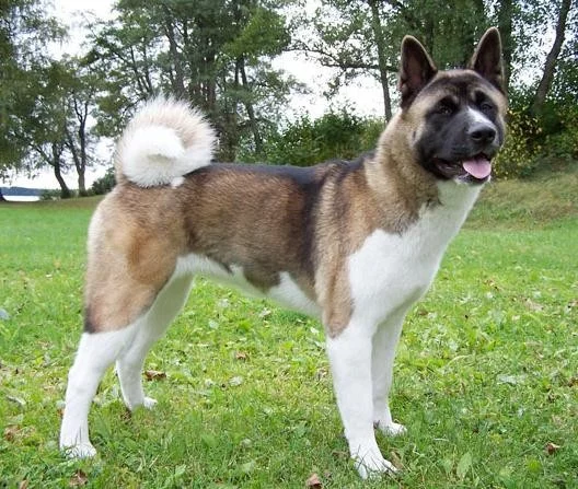 Akita inu hot sale americka