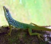 Anolis poddruhu Anolis roquet roquet