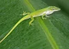 Anolis vepří