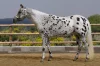 Appaloosa