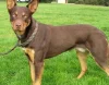 Australská kelpie