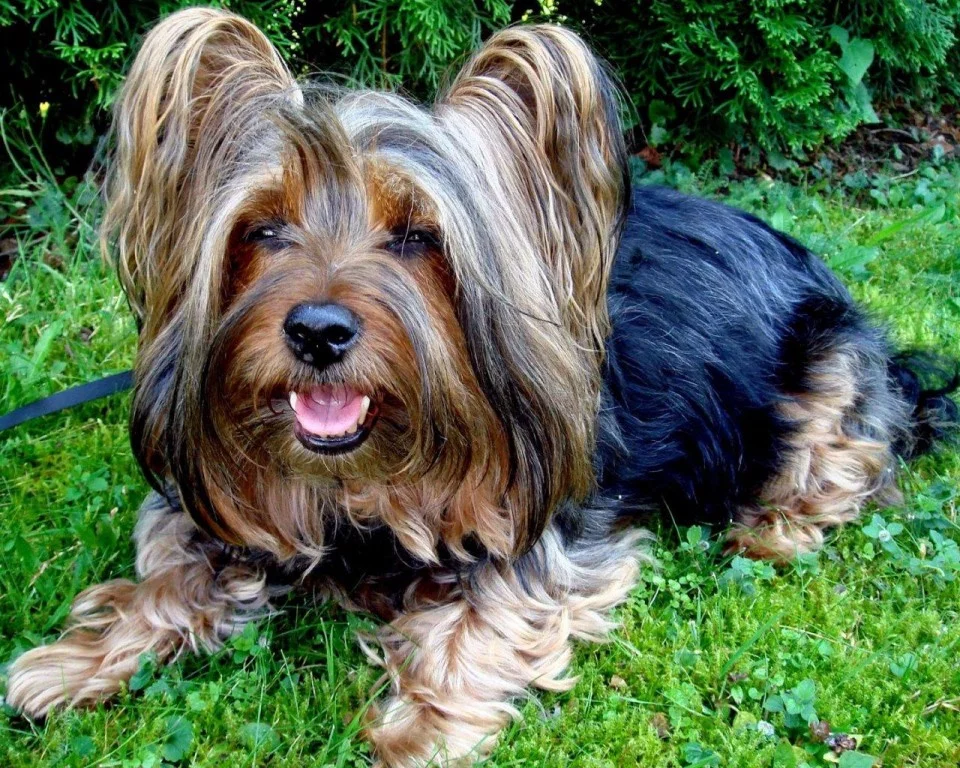 Australsky best sale silky terrier