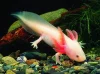 Axolotl mexický