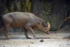 Babirusa