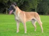 Belgický ovčák Malinois