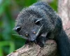 Binturong