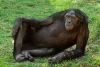 Bonobo