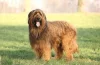 Briard