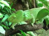 Chameleon obrovský