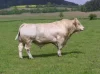 Charolais