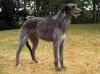 Deerhound – jelení chrt