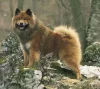 Eurasier