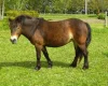 Exmoorský pony