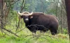 Gaur