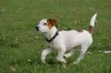 Jack Russell teriér